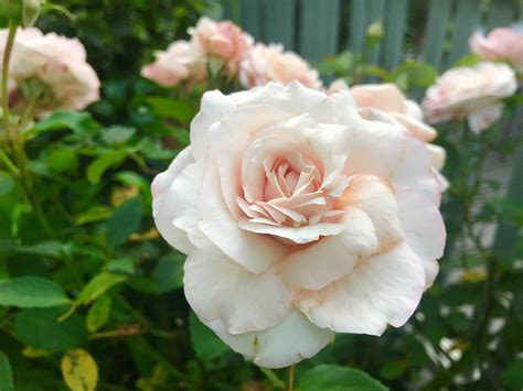 Antique rose - The Friends of Vintage Roses, Sebastopol, California. 9,690 likes · 4,560 talking about this · 15 were here. The Friends of Vintage Roses exists to...